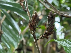 Metarungia pubinervia