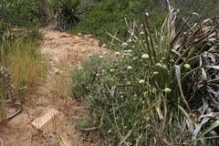 Apiales
