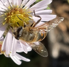 Eristalis tenax