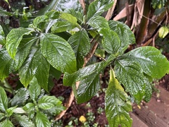 Metarungia pubinervia