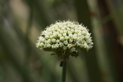 Apiales