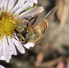 Eristalis tenax
