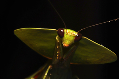 Choeradodis rhombicollis