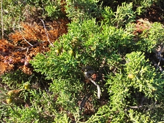 Juniperus phoenicea