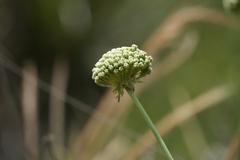 Apiales