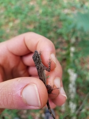 Anolis stratulus