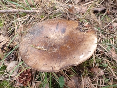 Russula anthracina