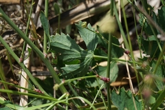 Apiales