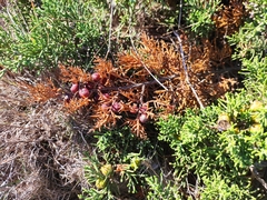 Juniperus phoenicea