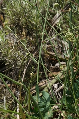 Apiales