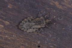 Aradus hieroglyphicus