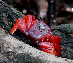 Goniopsis pulchra
