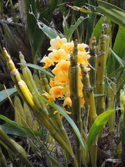 Dendrobium densiflorum
