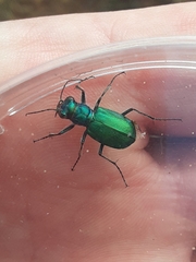 Cicindela scutellaris