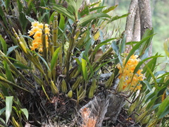 Dendrobium densiflorum