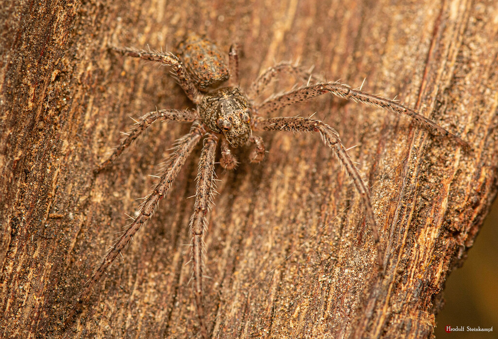 Humped tree crab spider from Spitskop Small Holdings, Bloemfontein ...