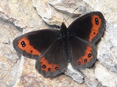 Erebia montanus