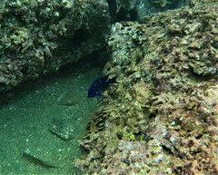 Microspathodon dorsalis