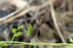 Mictis longicornis