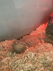 Pogona