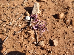 Colchicum filifolium