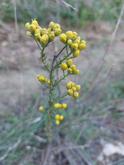 Tanacetum annuum