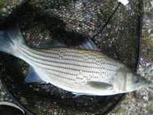 Morone chrysops × saxatilis