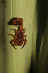 Centruroides limbatus