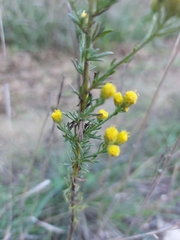 Tanacetum annuum