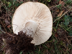 Russula anthracina