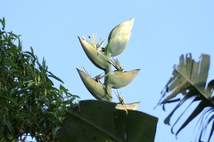 Phenakospermum guyannense