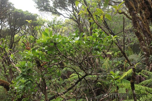 Kadua axillaris