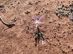 Colchicum filifolium