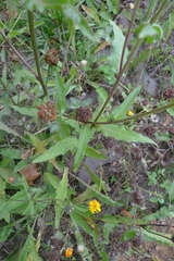 Hieracium