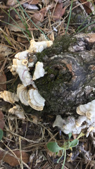 Trametes hirsuta