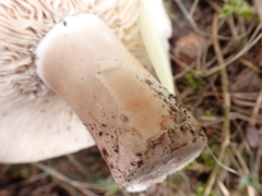 Russula anthracina