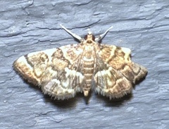 Anageshna primordialis