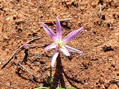 Colchicum filifolium