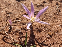 Colchicum filifolium