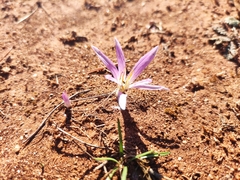 Colchicum filifolium