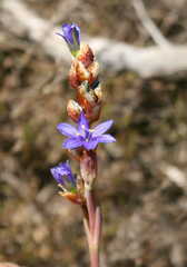 Aristea racemosa