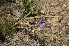 Aristea racemosa