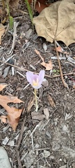 Crocus kotschyanus