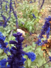 Podisus maculiventris
