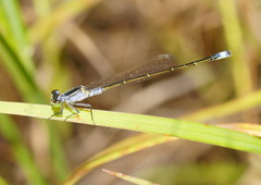 Ischnura pruinescens