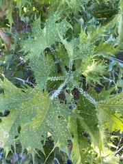 Cnidoscolus maculatus