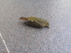 Passeriformes