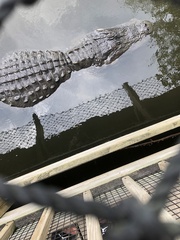 Crocodylia