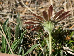 Dimorphotheca acutifolia