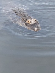 Crocodylia